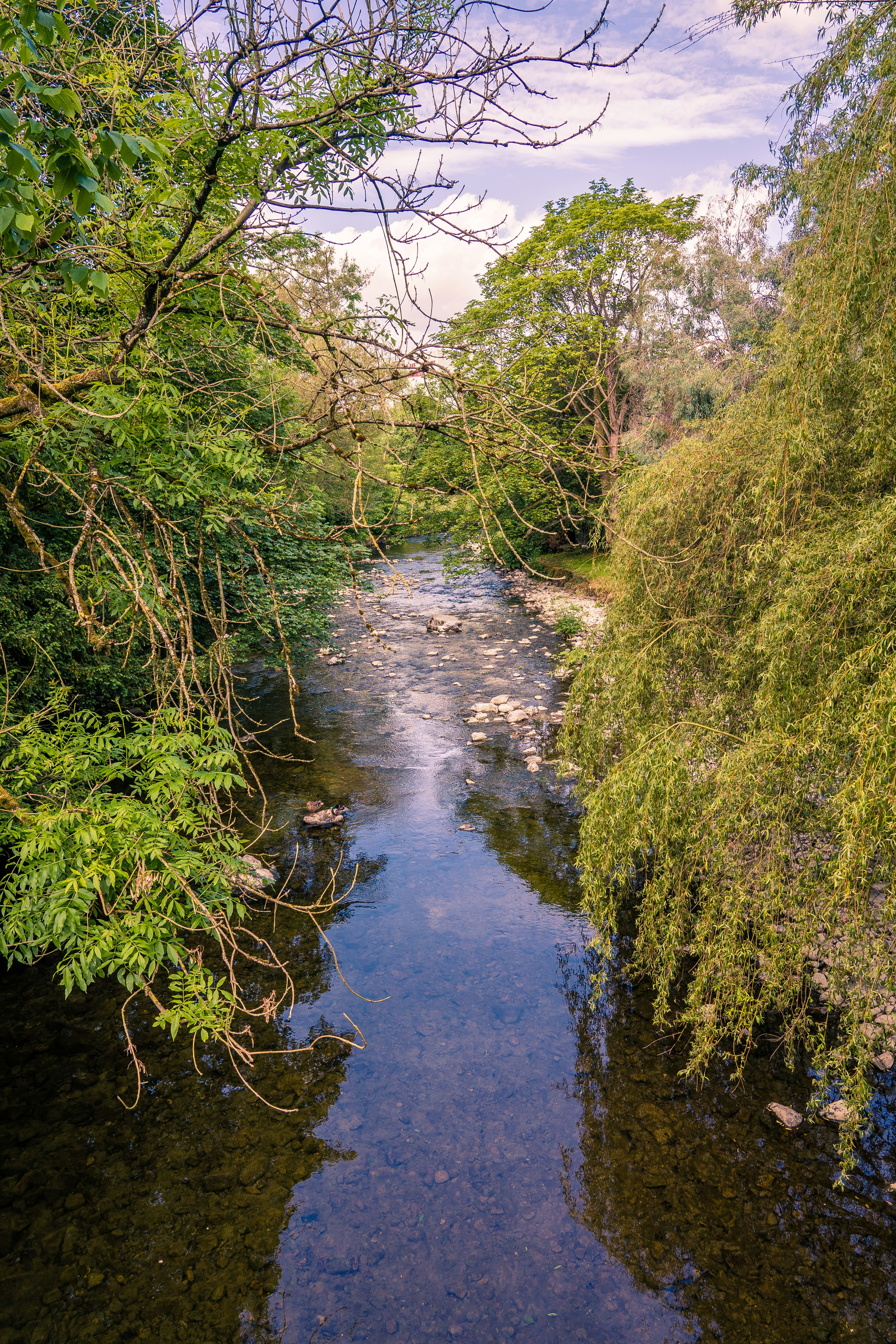 green moss on river during daytime